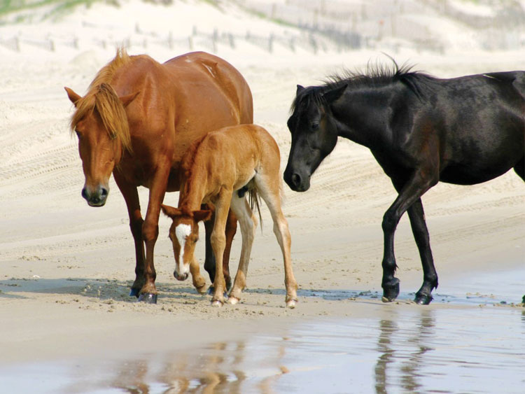 horse tours corolla nc