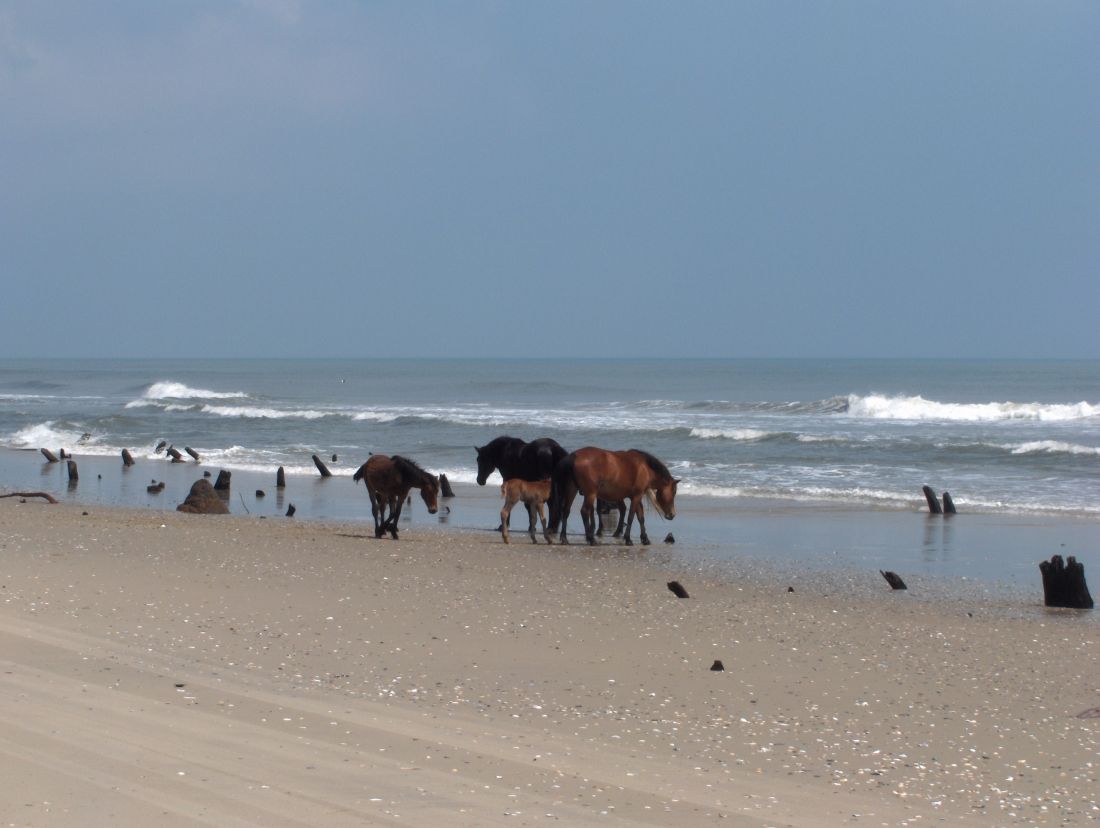 Bob S Wild Horse Tours Corolla Nc Corolla Wild Horses On The Beach