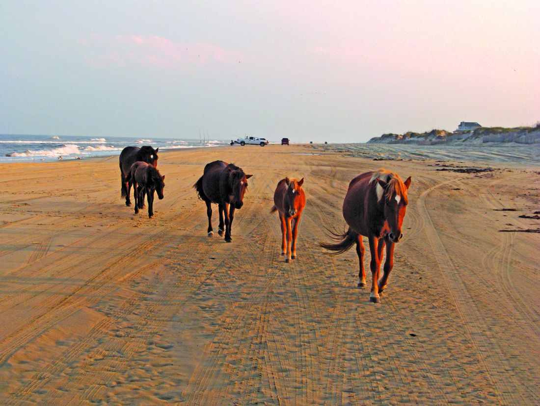 Bob S Wild Horse Tours Corolla Nc Corolla Wild Horses On The Beach