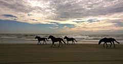 Bob's Corolla Wild Horse Tours photo