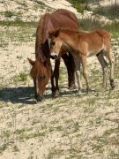 Bob's Corolla Wild Horse Tours photo