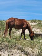 Bob's Corolla Wild Horse Tours photo