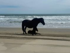 Bob's Corolla Wild Horse Tours photo