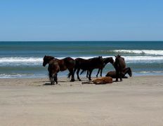 Bob's Corolla Wild Horse Tours photo