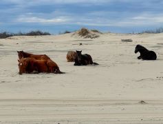 Bob's Corolla Wild Horse Tours photo