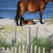Bob's Corolla Wild Horse Tours photo