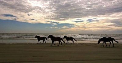 Bob's Corolla Wild Horse Tours photo