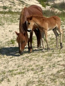 Bob's Corolla Wild Horse Tours photo