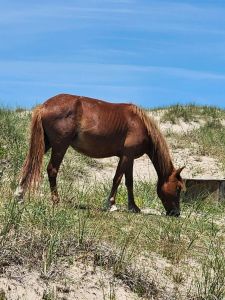 Bob's Corolla Wild Horse Tours photo