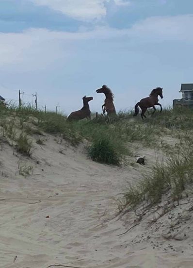 Posts | Bob's Corolla Wild Horse Tours | Outer Banks, NC